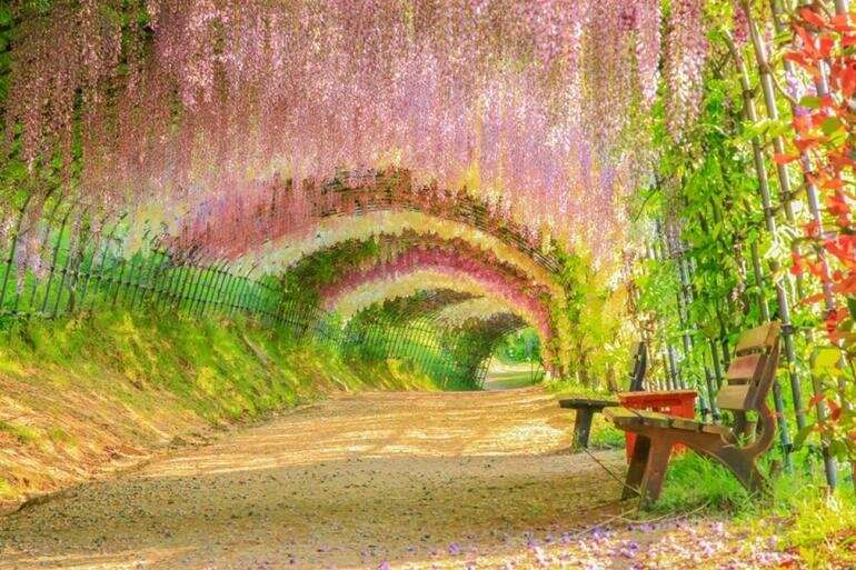 Цветочный тоннель японского парка kawachi fuji