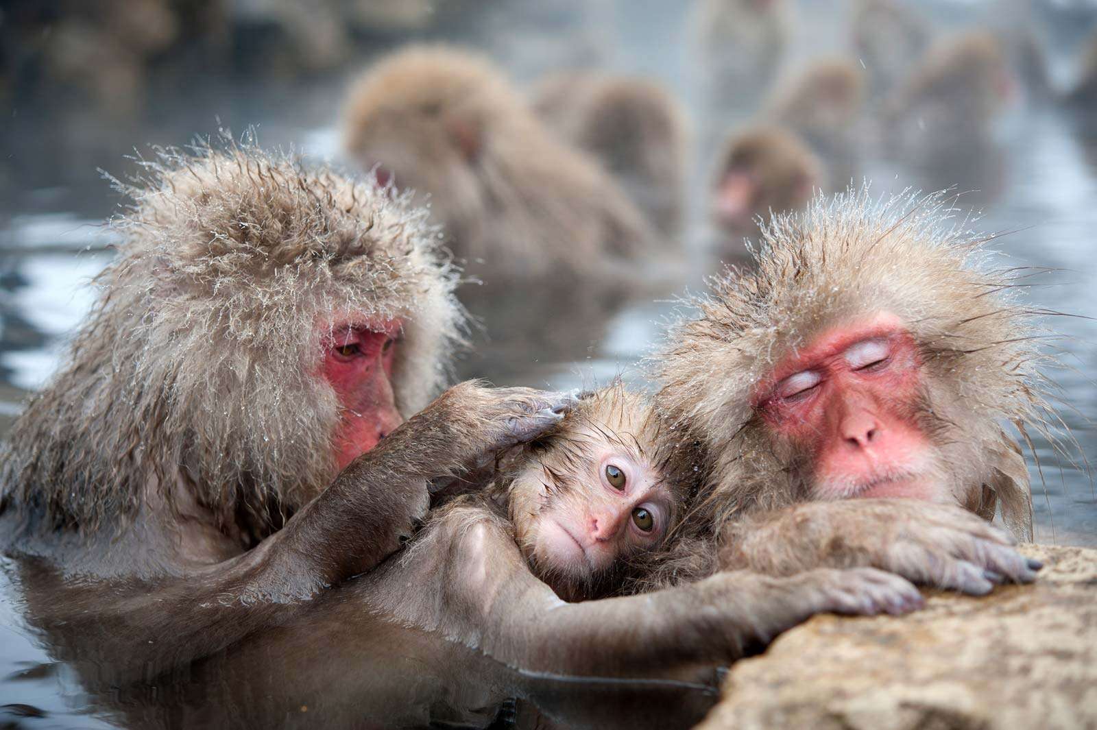 Снежные обезьяны в Японии