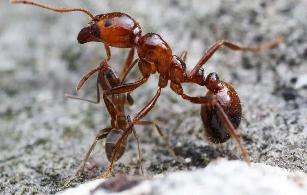 Аргентинские муравьи