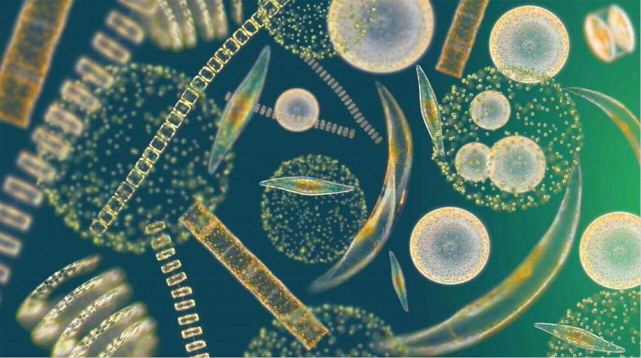 Очень много фитопланктона