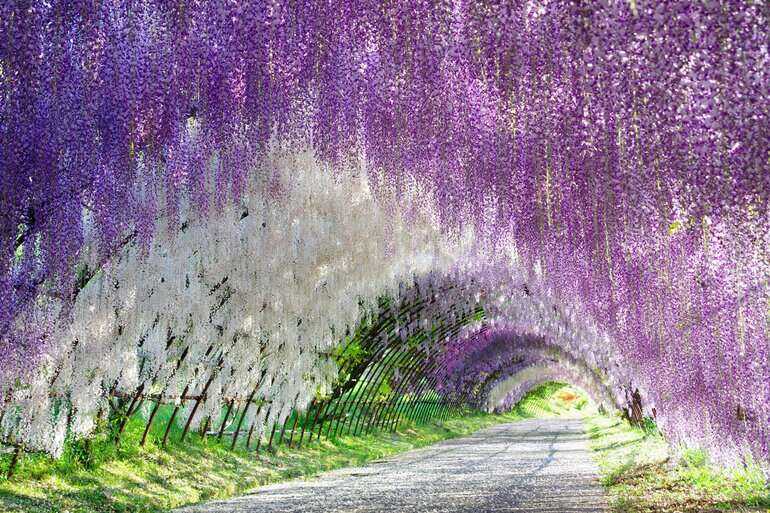 Завораживающий цветочный тоннель японского парка kawachi fuji