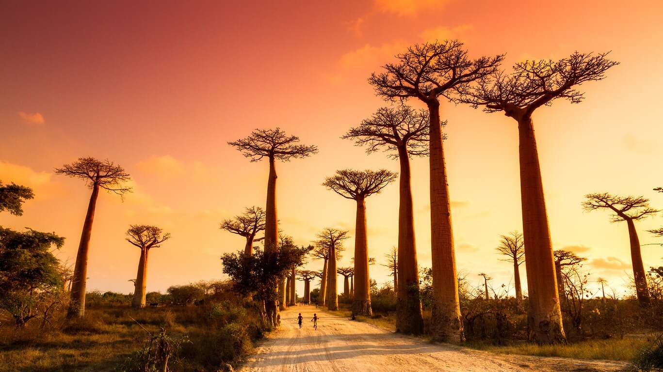 Самые красивые деревья в мире с фото и видео